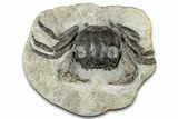 Cretaceous Fossil Crab (Avitellmessus) - Mississippi #350879-1